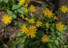 Attēlu rezultāti vaicājumam “Hieracium murorum bud”