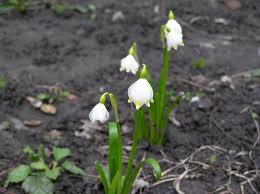 Attēlu rezultāti vaicājumam “Leucojum vernum var. vernum flower”