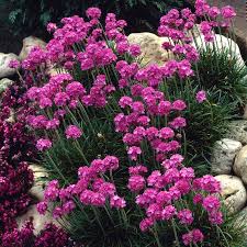 Attēlu rezultāti vaicājumam “Armeria vulgaris flower”