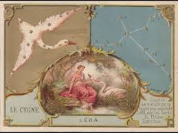 Attēlu rezultāti vaicājumam “Cygnus cygnus”