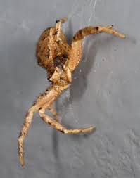 Attēlu rezultāti vaicājumam “Xysticus bifasciatus female”