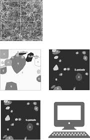 Attēlu rezultāti vaicājumam “Breidleria pratensis”