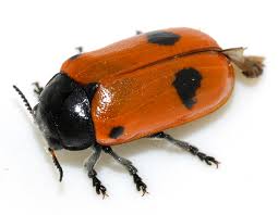 Attēlu rezultāti vaicājumam “Clytra quadripunctata”