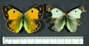 Attēlu rezultāti vaicājumam “Colias croceus”