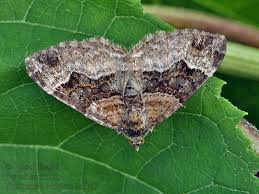 Attēlu rezultāti vaicājumam “Xanthorhoe biriviata”