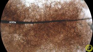 Attēlu rezultāti vaicājumam “Comatricha tenerrima”