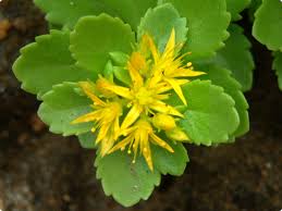 Attēlu rezultāti vaicājumam “Sedum aizoon flower”