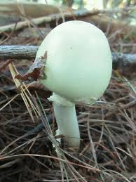 Attēlu rezultāti vaicājumam “Amanita citrina”