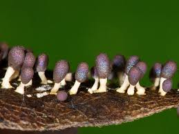 Attēlu rezultāti vaicājumam “Diachea leucopodia”