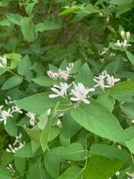 Attēlu rezultāti vaicājumam “Lonicera tatarica”