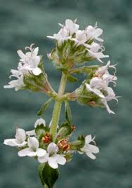 Image result for Thymus vulgaris