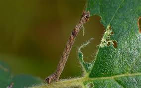 Attēlu rezultāti vaicājumam “Hemithea aestivaria”