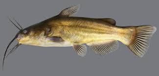 Image result for Ameiurus melas