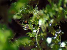 Attēlu rezultāti vaicājumam “Lepidozia reptans”