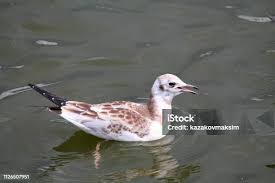 Attēlu rezultāti vaicājumam “Larus ridibundus juvenile”