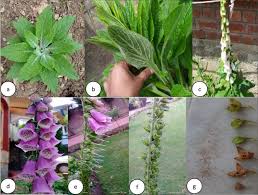 Attēlu rezultāti vaicājumam “Digitalis purpurea fruit”