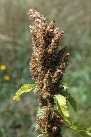 Attēlu rezultāti vaicājumam “Amaranthus retroflexus flower”