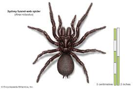 Image result for spider