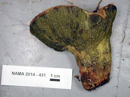 Attēlu rezultāti vaicājumam “Hypomyces armeniacus”