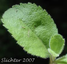 Attēlu rezultāti vaicājumam “Veronica officinalis leaf”
