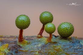 Attēlu rezultāti vaicājumam “Craterium sp.”