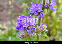 Attēlu rezultāti vaicājumam “Campanula cervicaria bud”