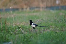 Attēlu rezultāti vaicājumam “Pica pica adult”