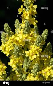 Attēlu rezultāti vaicājumam “Verbascum densiflorum bud”