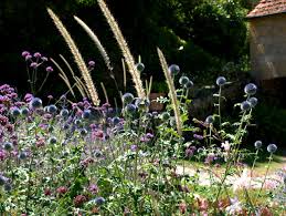 Attēlu rezultāti vaicājumam “Calamagrostis purpurea flower”