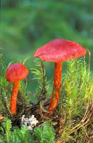 Attēlu rezultāti vaicājumam “Cortinarius sanguineus”