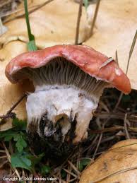 Attēlu rezultāti vaicājumam “Gomphidius roseus”