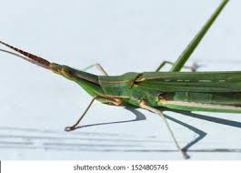 Attēlu rezultāti vaicājumam “Acrididae”