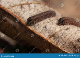 Attēlu rezultāti vaicājumam “Aporia crataegi larva”