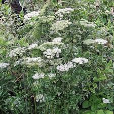 Attēlu rezultāti vaicājumam “Cenolophium denudatum”