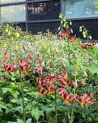 Image result for Lilium martagon `Arabian Night`