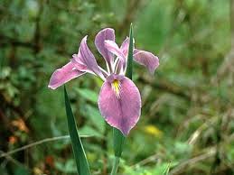 Attēlu rezultāti vaicājumam “Iris rosenbachiana”
