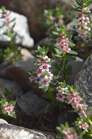 Attēlu rezultāti vaicājumam “Glaux maritima flower”