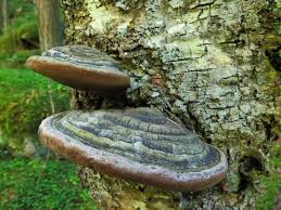 Attēlu rezultāti vaicājumam “Phellinus alni”