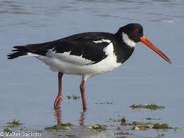 Attēlu rezultāti vaicājumam “Haematopus ostralegus”