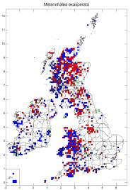 Attēlu rezultāti vaicājumam “Melanohalea exasperata”