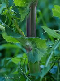 Attēlu rezultāti vaicājumam “Sonchus asper”