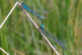 Attēlu rezultāti vaicājumam “Coenagrion hastulatum”