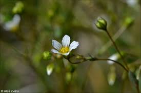 Attēlu rezultāti vaicājumam “Linum catharticum fruit”