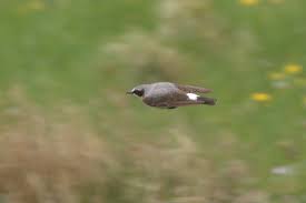 Attēlu rezultāti vaicājumam “Oenanthe oenanthe male”