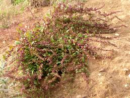 Attēlu rezultāti vaicājumam “Chenopodium polyspermum”