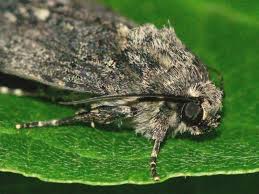 Attēlu rezultāti vaicājumam “Acronicta rumicis imago”