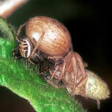 Attēlu rezultāti vaicājumam “Xysticus bifasciatus female”
