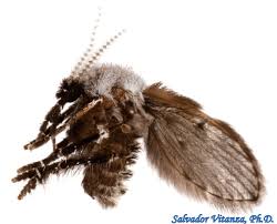 Attēlu rezultāti vaicājumam “Psychodidae”