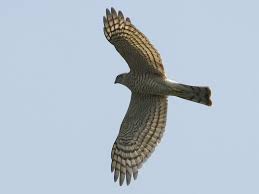 Attēlu rezultāti vaicājumam “Accipiter nisus female”
