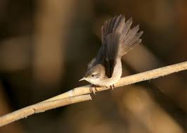 Image result for Locustella luscinioides